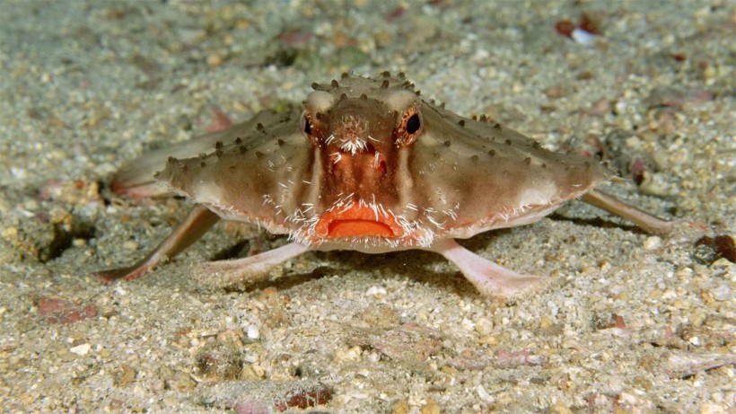 海洋里各种奇妙的海底生物图片