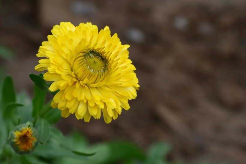 黃色的小菊花圖片