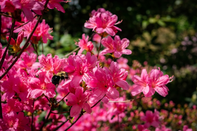 花色繁茂的杜鹃花图片