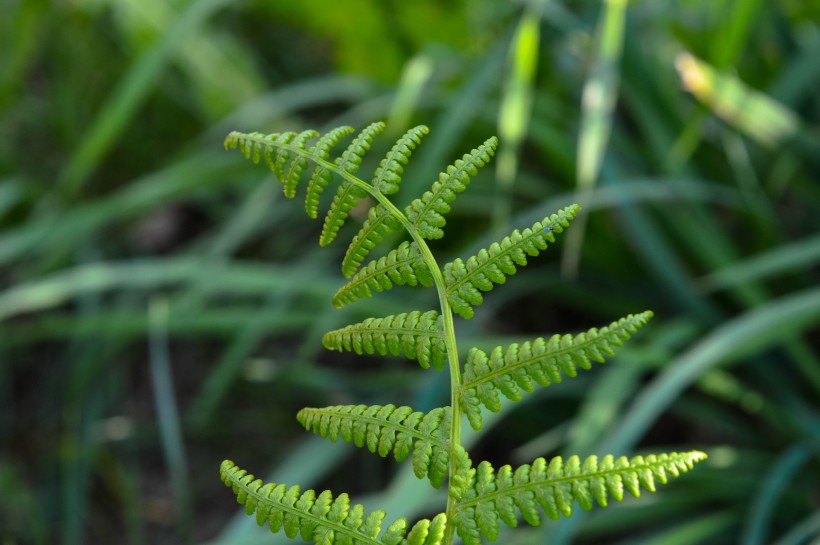 绿色蕨类植物图片