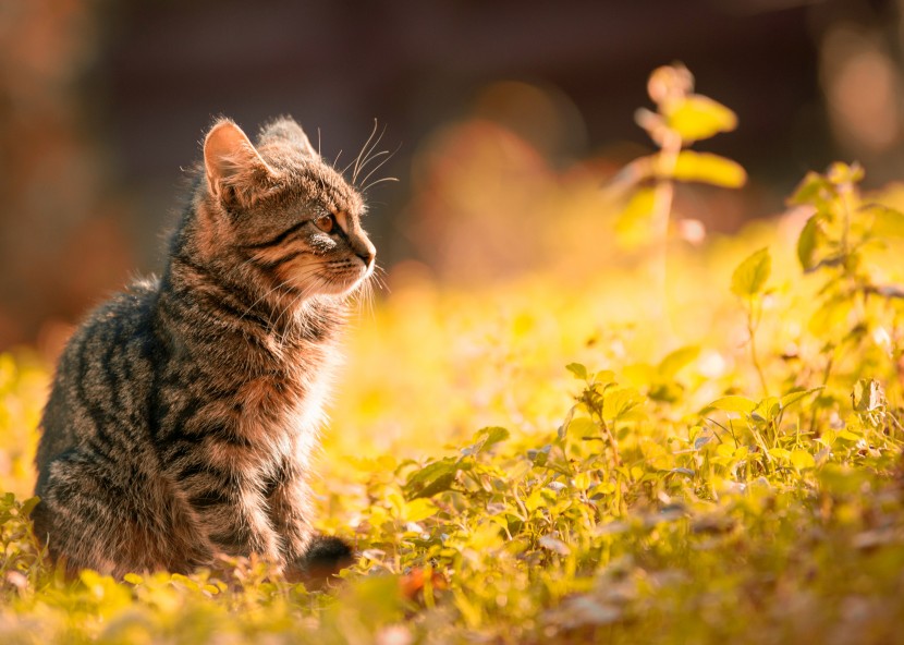 可爱的虎斑猫图片