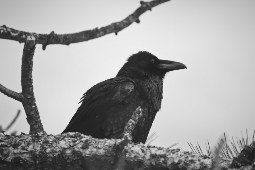 一只漆黑羽毛的乌鸦图片