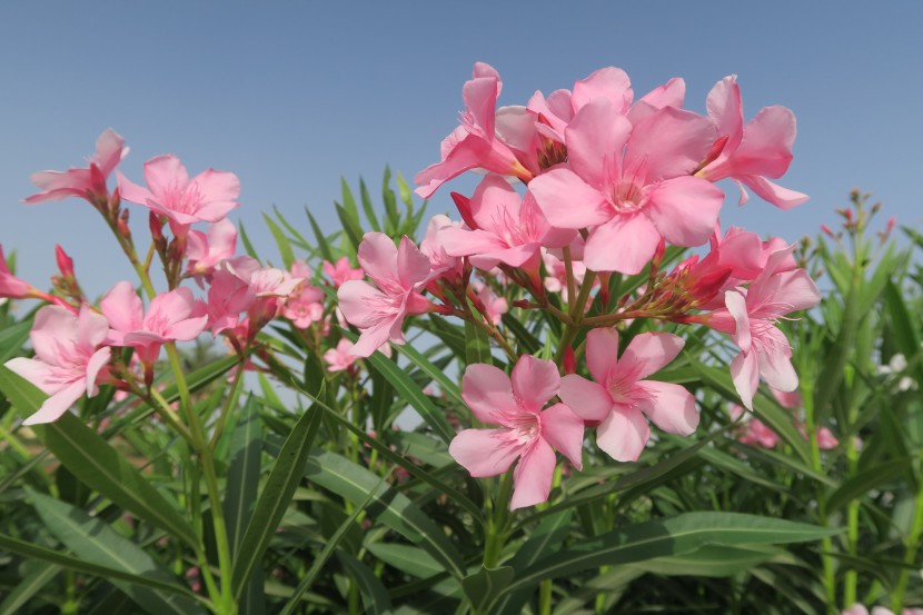 花色鲜艳的夹竹桃图片