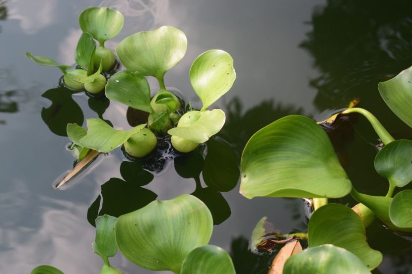 漂亮喜光的鳳眼藍(lán)圖片