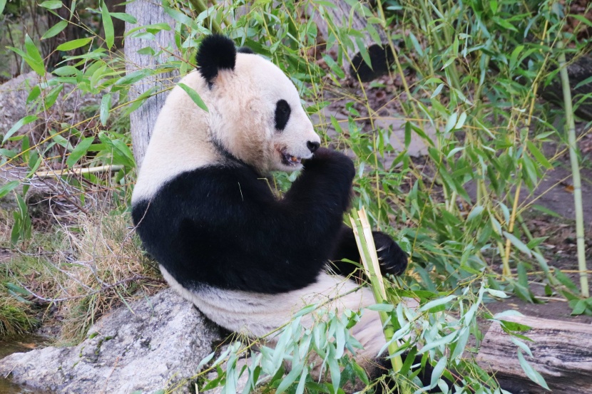 认真吃竹子的熊猫图片