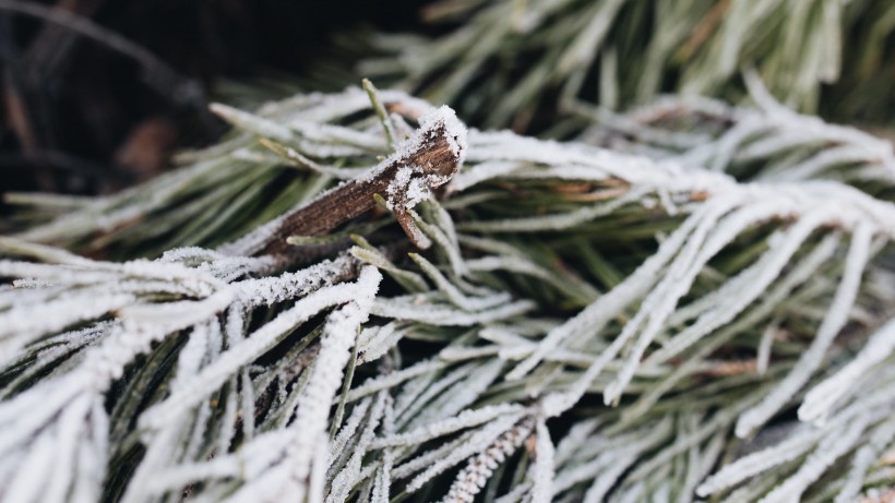 冰雪覆盖的植物图片