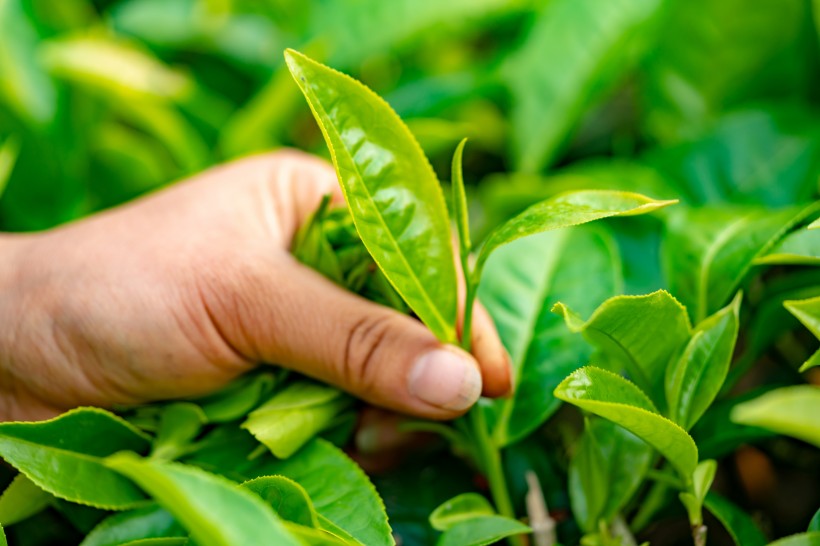 新鲜有格调的绿茶图片