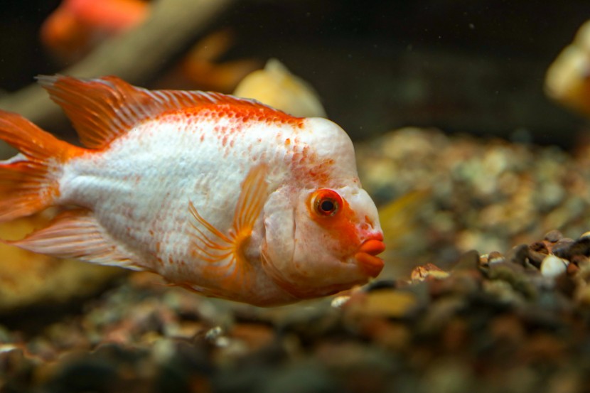 芝加哥谢德水族馆图片