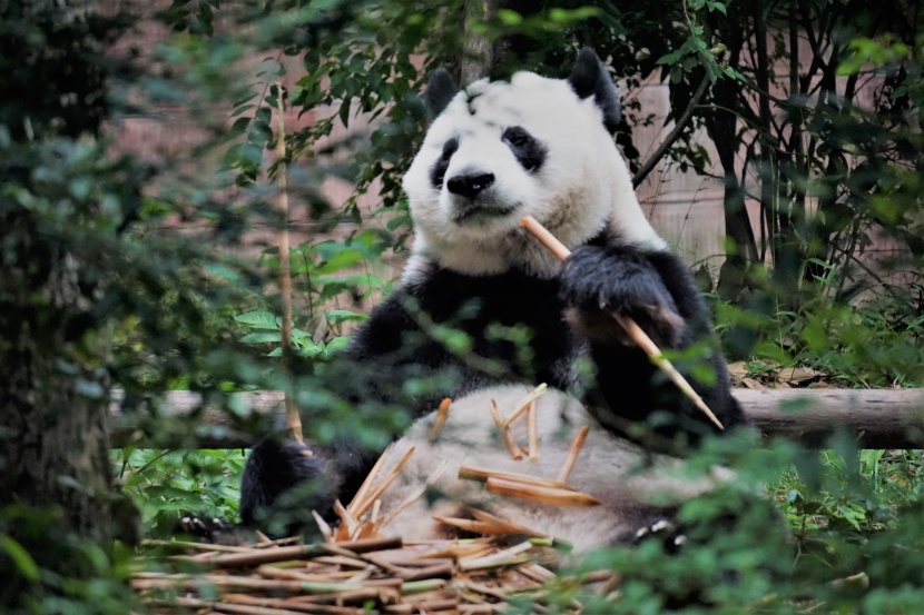 认真吃竹子的熊猫图片