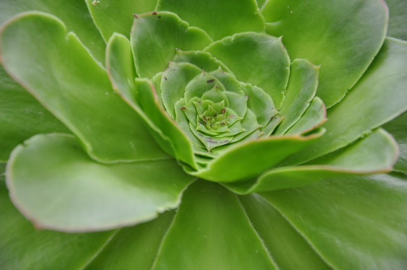 可愛多肉植物圖片