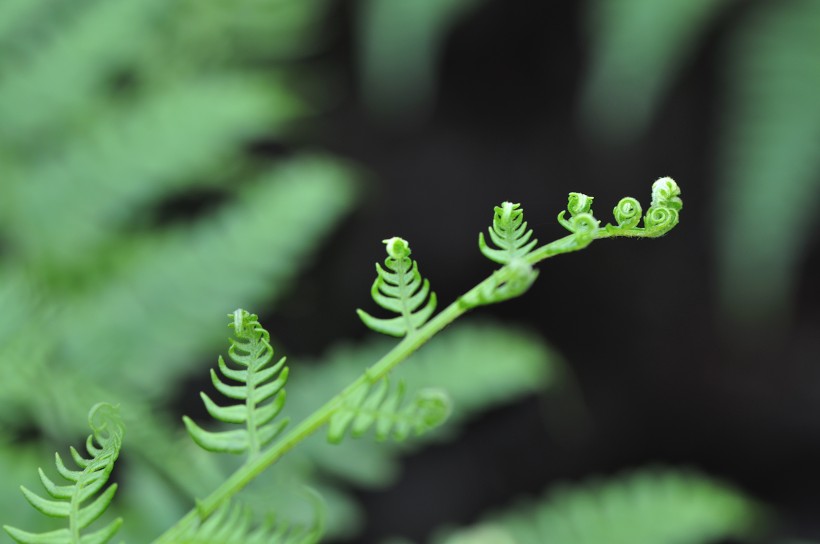 绿色的蕨菜图片