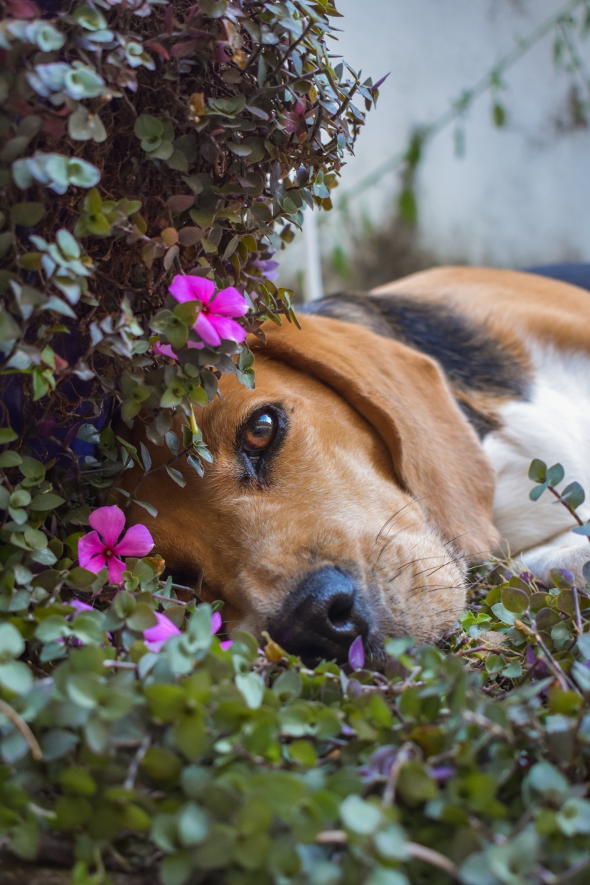 可爱的米格鲁猎兔犬头部图片