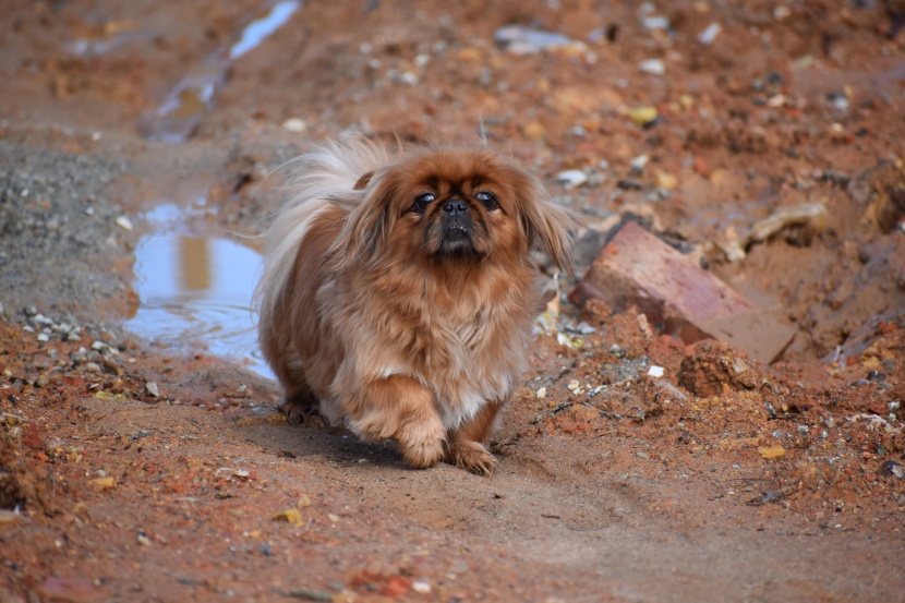 友善親切的京巴犬圖片