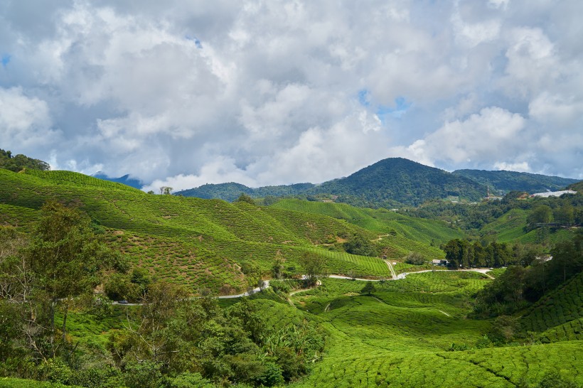 新鮮有格調的綠茶圖片