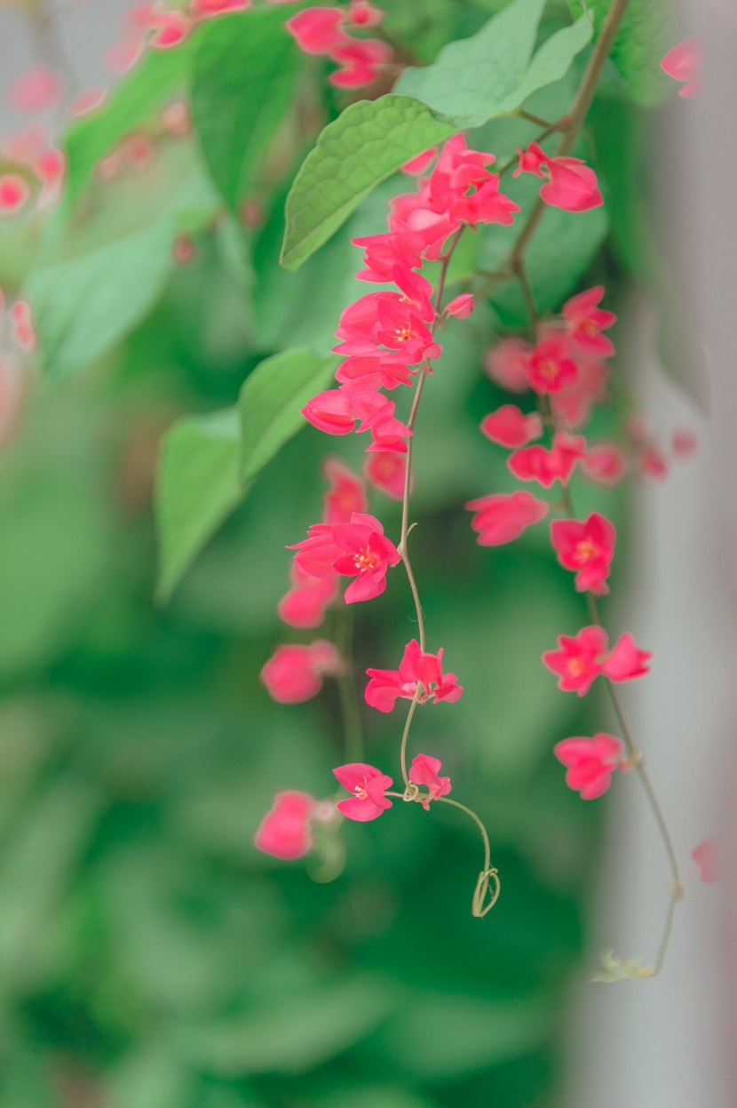 清新雅致的花朵