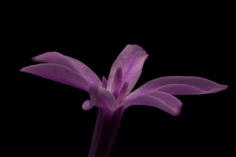 花蕊的特写图片