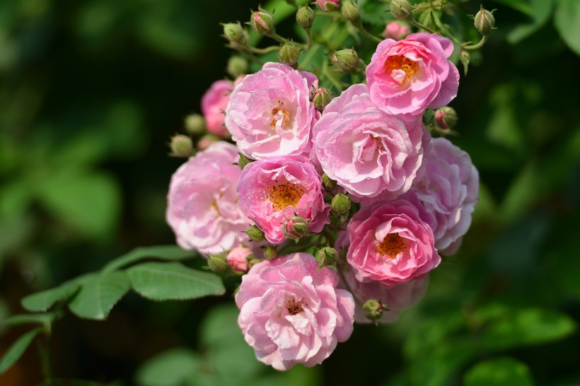 英国国花玫瑰图片