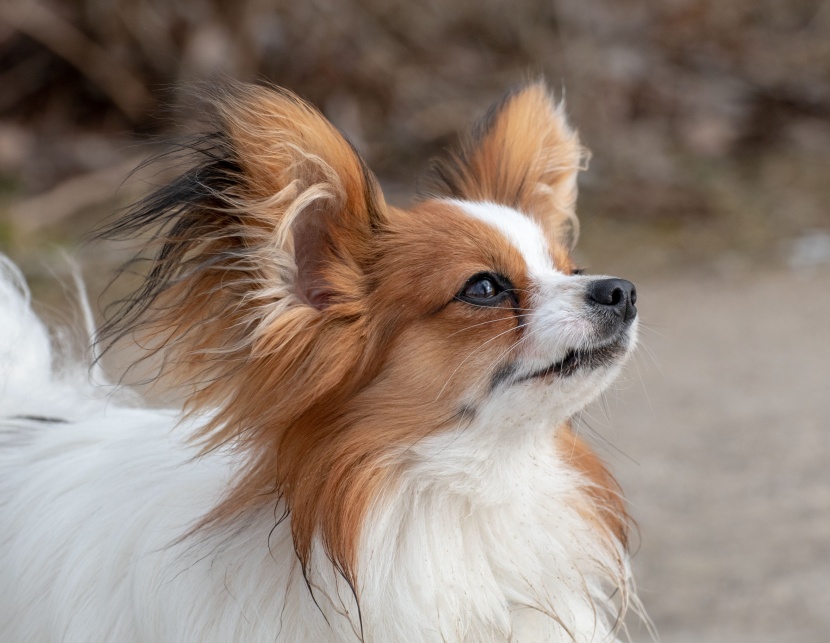 活潑聰穎的蝴蝶犬圖片