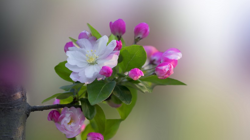 粉嫩淡雅的海棠花圖片