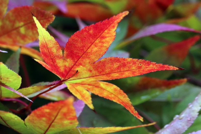 多彩的秋季枫叶图片