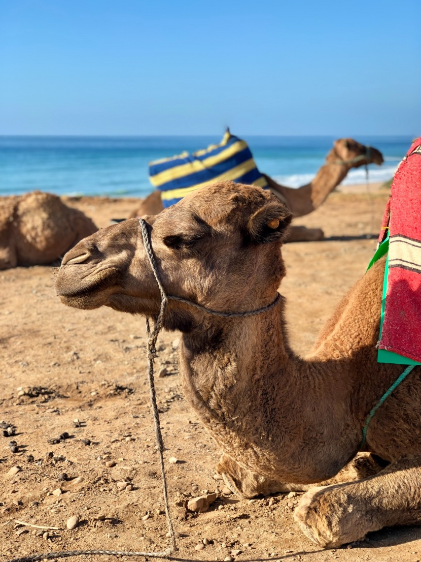 荒漠中耐旱的骆驼图片
