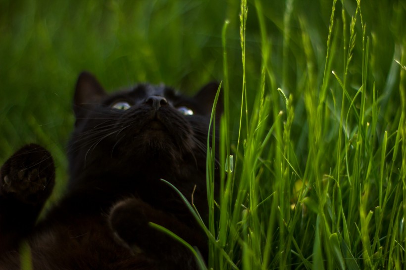 聪明机灵的黑猫图片