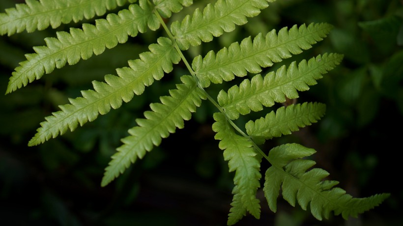 野生綠色蕨類植物圖片