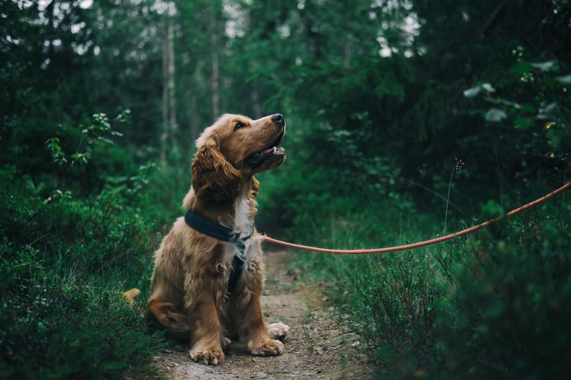 忠诚憨厚的可卡犬图片