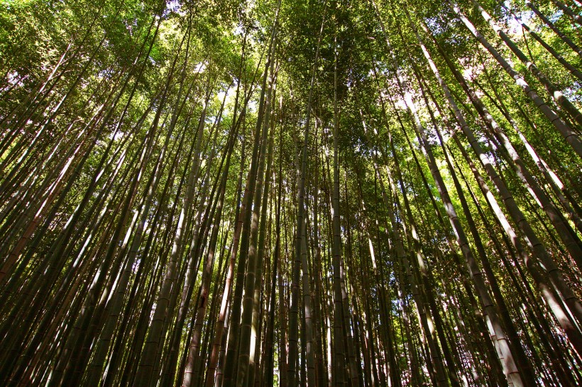 清逸优美的竹林图片