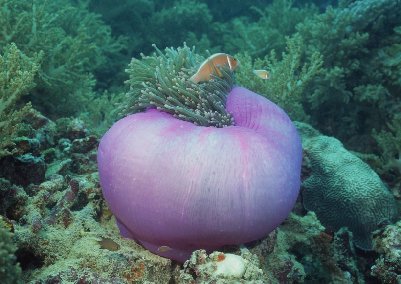 奇幻的海底生物图片