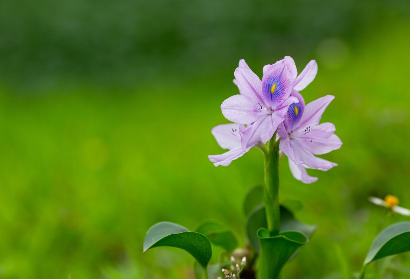 淡紫色清麗的雨久花圖片