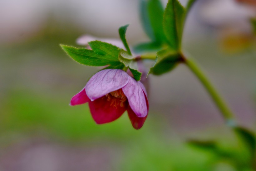 五颜六色的藜芦鲜花图片