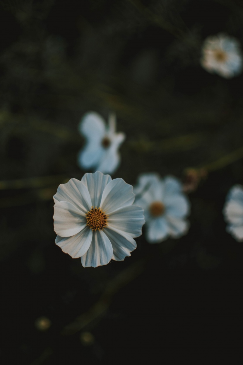 优雅的格桑花图片