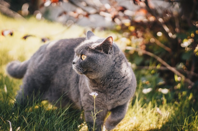 可爱友善的英国蓝色短毛猫图片