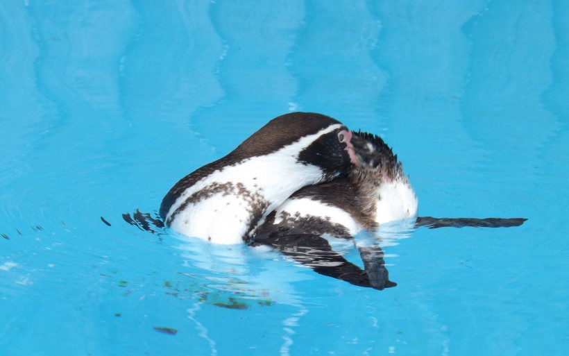 水族館里可愛的企鵝圖片