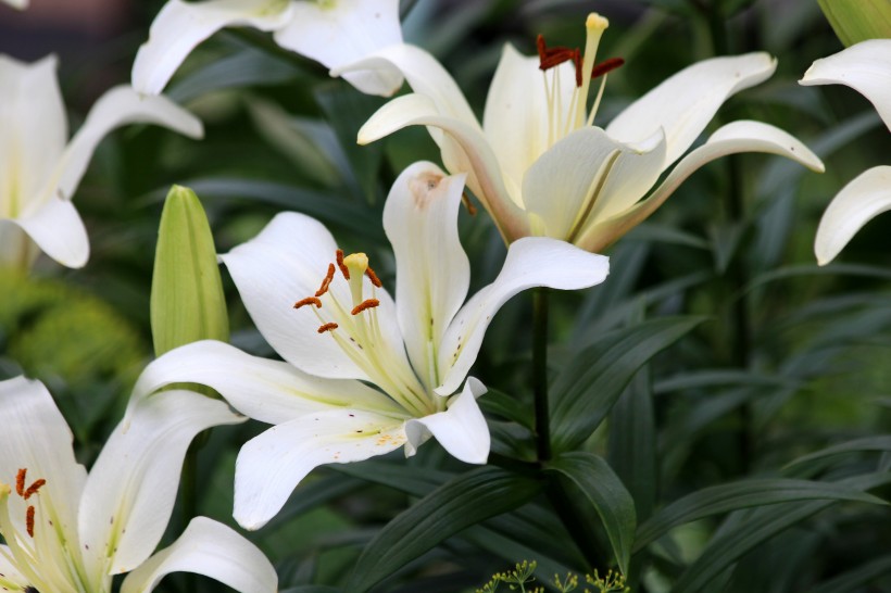 唯美温暖的百合花图片