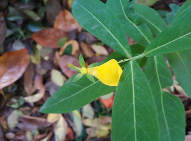 黃色的花朵圖片