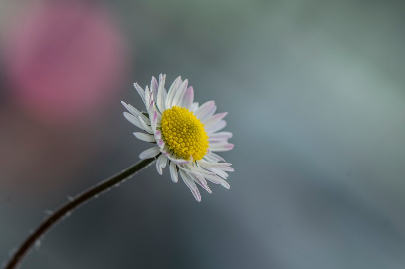 白色淡雅的雛菊花圖片