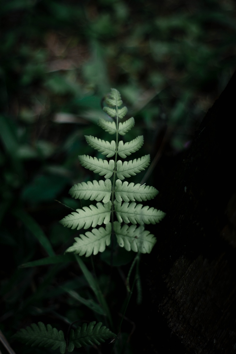 绿色茂盛的蕨菜图片