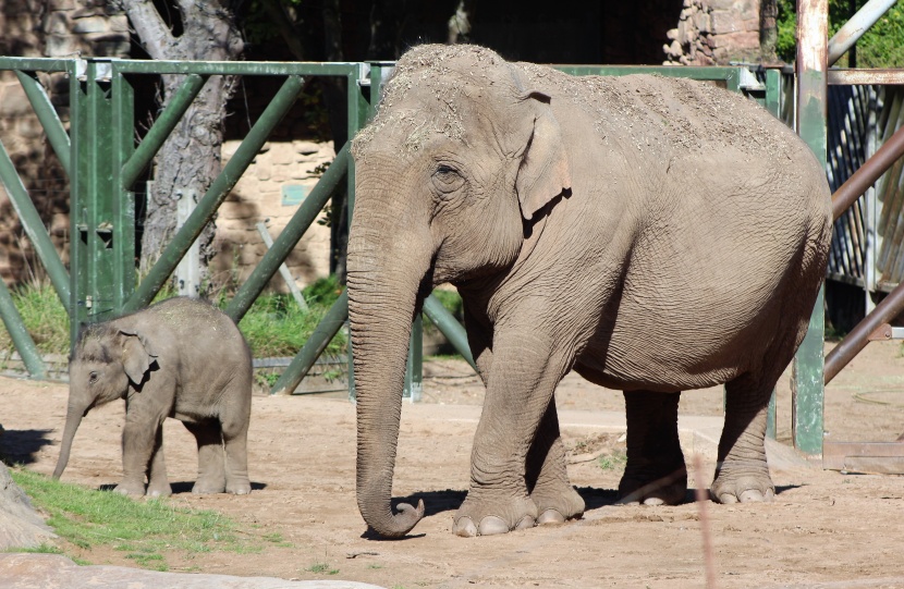 可爱的大象和幼崽图片