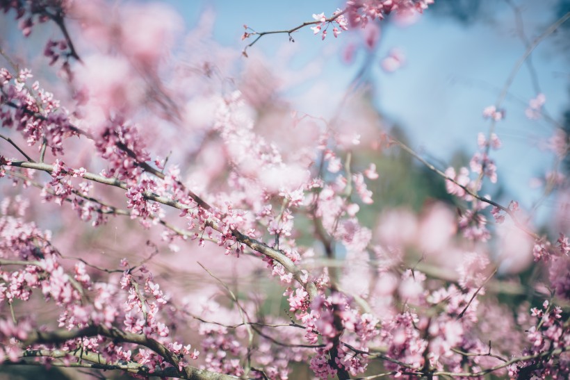 美丽绽放的樱花图片