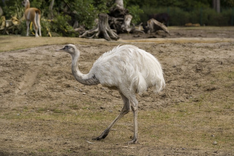 世界最大的鳥類鴕鳥圖片