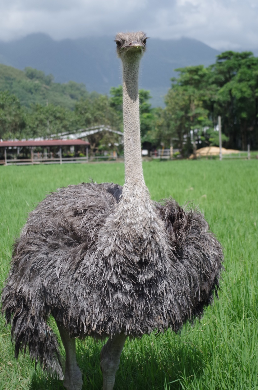 綠色草地的鴕鳥圖片