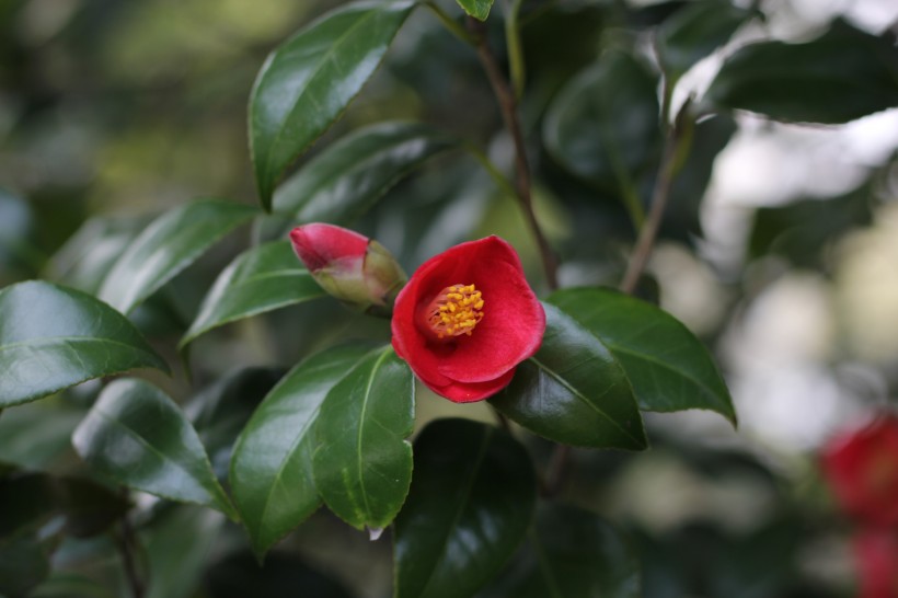 鐵海棠花圖片