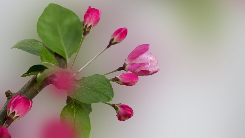 粉嫩淡雅的海棠花圖片