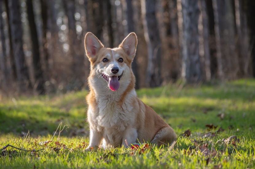 灵活聪明的威尔士柯基犬图片