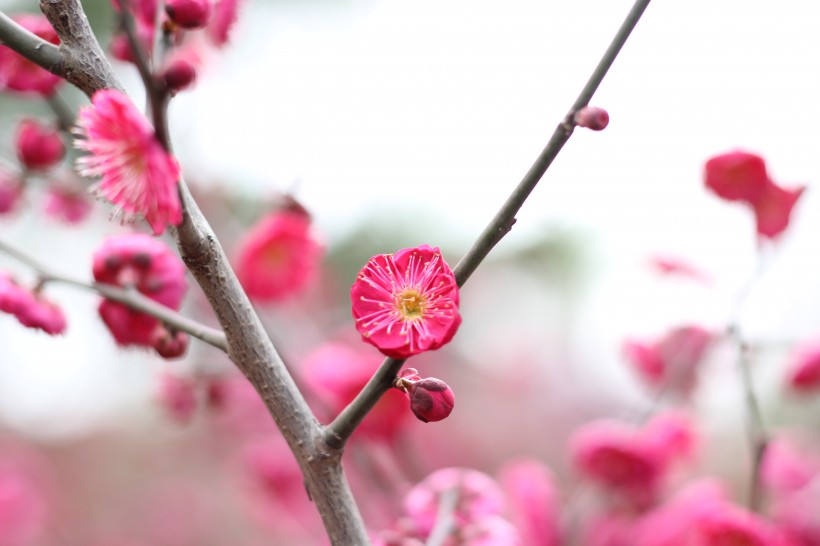 盛开的红梅花图片