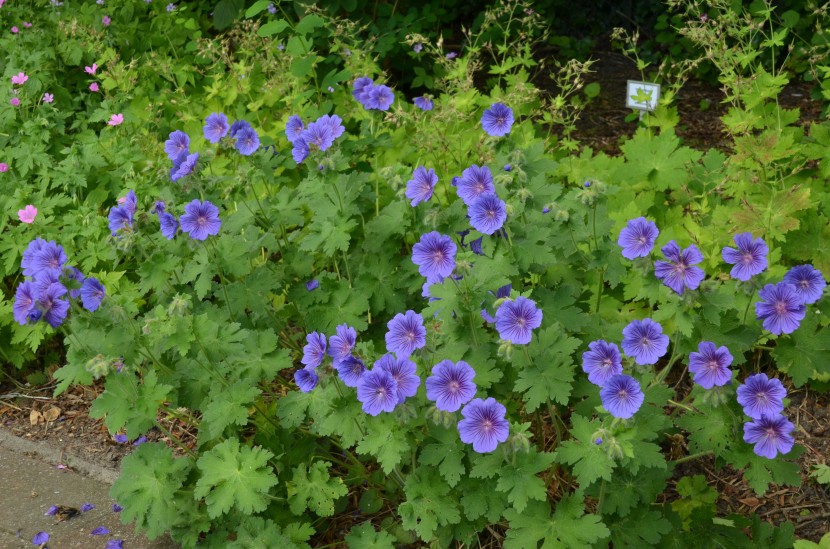 花色美丽的老鹤草图片