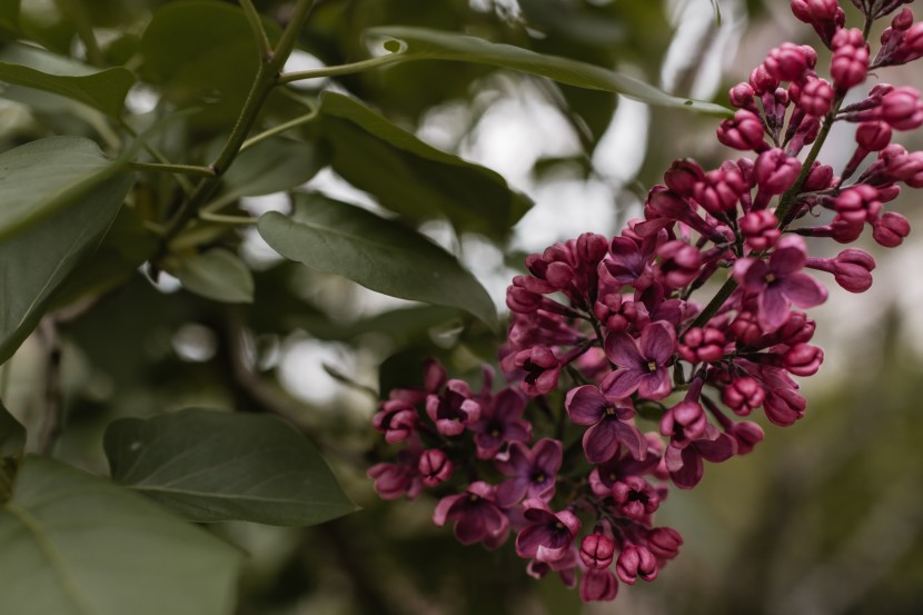 芳香宜人的丁香花图片