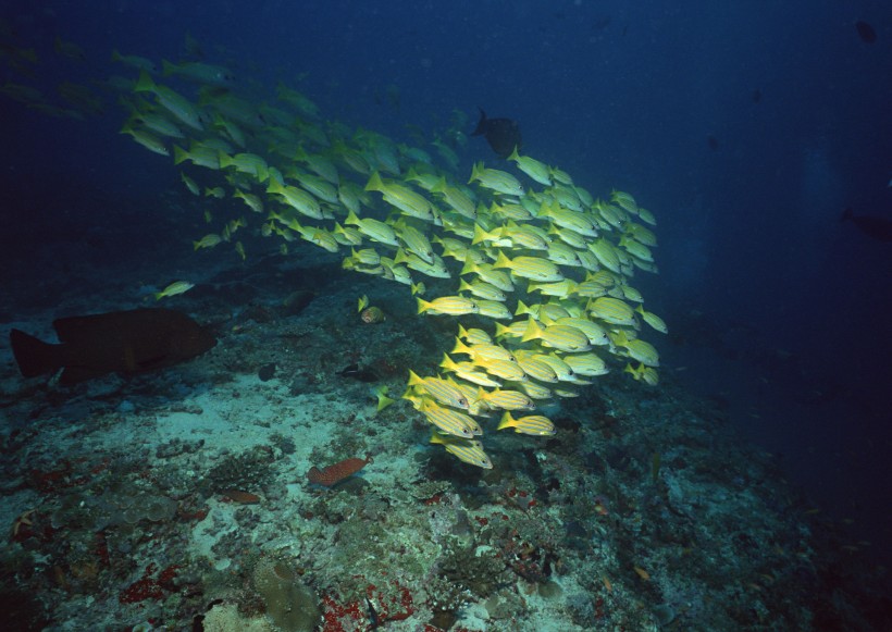 海底生物图片